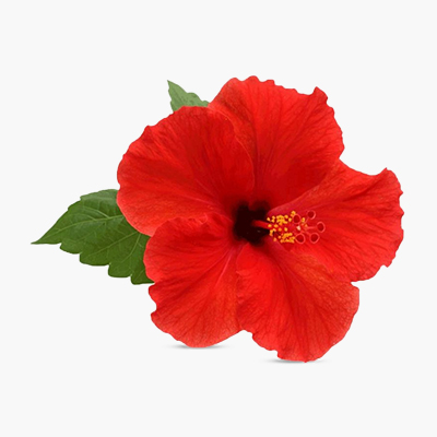 Hibiscus-Flower-Extract | Supersmelly bhringraj hair oil | Super smelly hair oil for men | super smelly hair oil for women | bhringraj hair oil