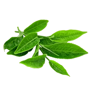 Green tea | Super Smelly Anti-Acne Regime